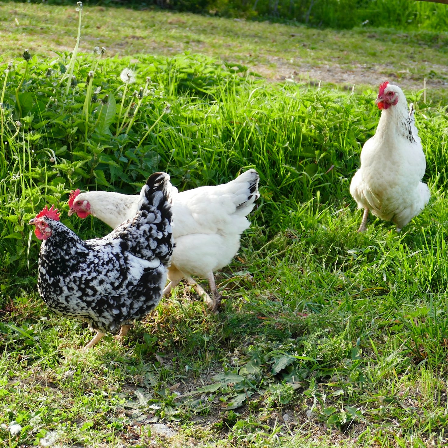 Mastering the Basics of Chicken Feeding
